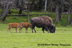 Bison Picture