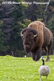 Bison Picture