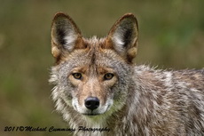 coyote pictures