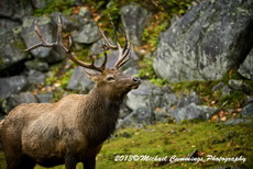 Elk Picture