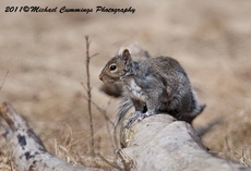 Gray Squirrel Picture