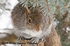 Gray Squirrel Picture
