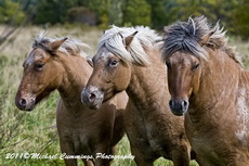 Horse Picture