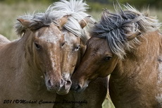 Horse Picture