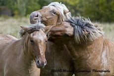 Horse Picture