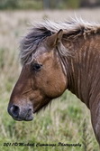 Horse Picture