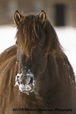 Horse Picture