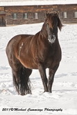 Horse Picture