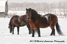 Horse Picture