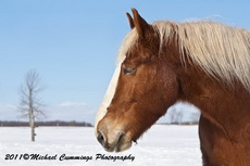 Horse Picture