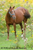 Horse Picture
