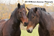 Horse Picture