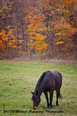 Horse Picture