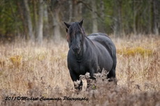 Horse Picture