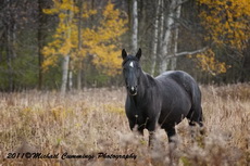 Horse Picture
