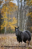 Horse Picture