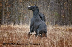 Horse Picture