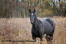 Horse Picture