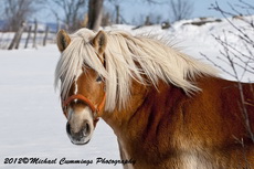 Horse Picture