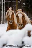 Horse Picture