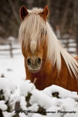 Horse Picture