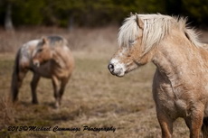 Horse Picture