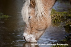 Horse Picture