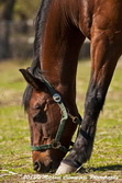 Horse Picture