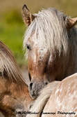 Horse Picture