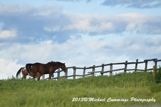 Horse Picture