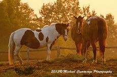 Horse Picture
