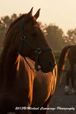Horse Picture