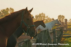 Horse Picture