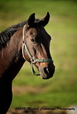 Horse Picture
