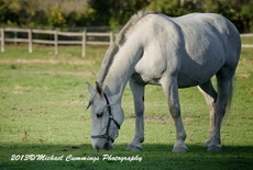 Horse Picture