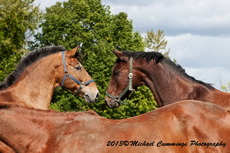 Horse Picture
