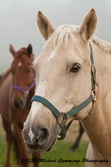 Horse Picture