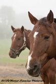 Horse Picture