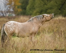 Horse Picture