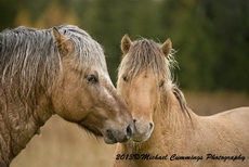Horse Picture