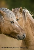 Horse Picture