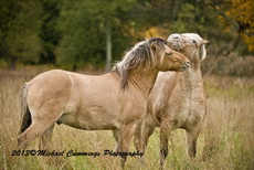 Horse Picture