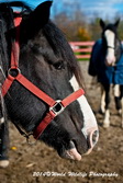 Horse Picture