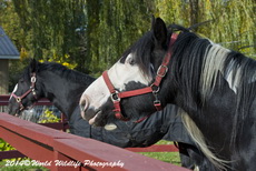 Horse Picture