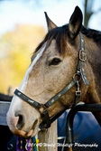 Horse Picture