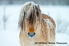 Horse Picture