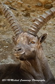 Ibex Picture