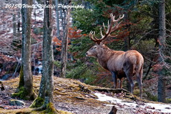 Red Deer Picture