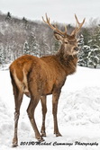 Red Deer Picture