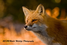 Red Fox Picture